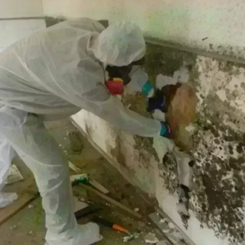 Mold Remediation and Removal in Fairfax Station, VA